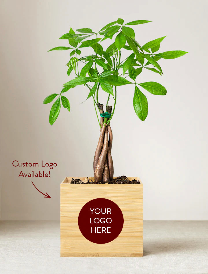 Bamboo Money Tree Plant