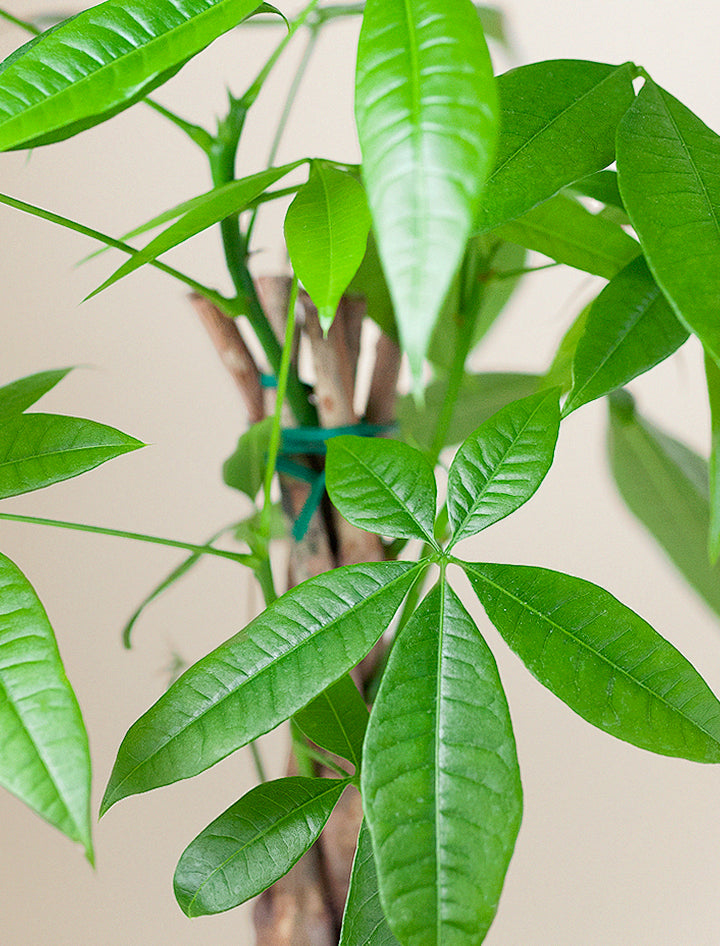 money tree housewarming gift Congrats Money Tree Plant | Housewarming Gift