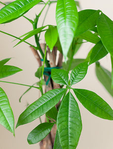 Money Tree Plant