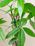 happy birthday money tree Plant Gift