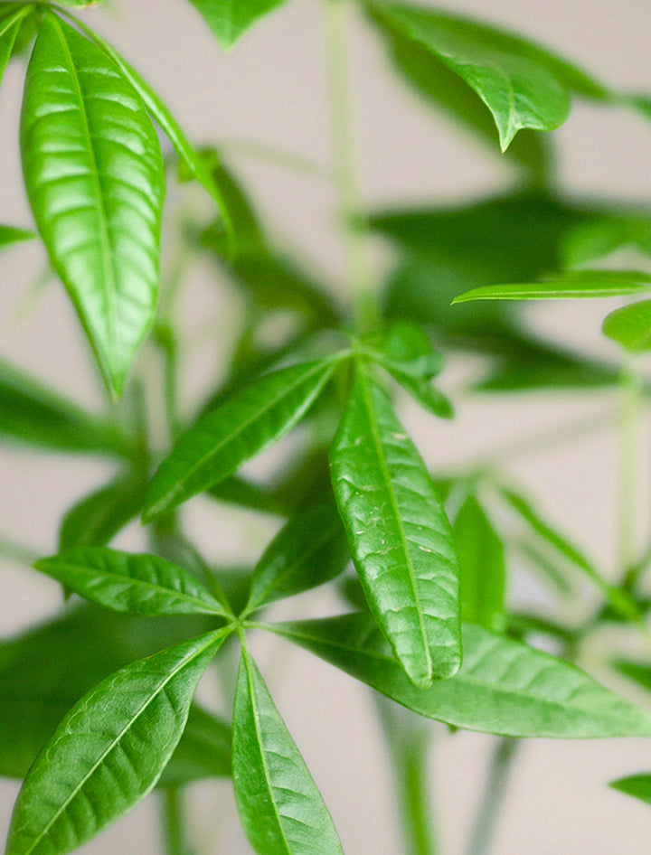 Lula's Garden Money Tree Plant