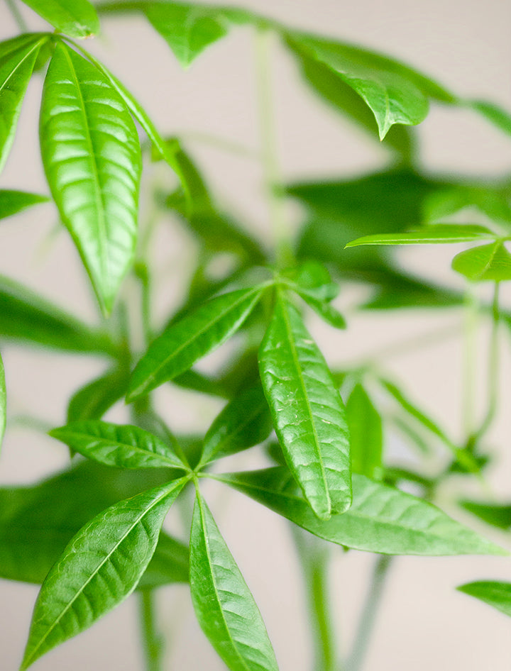 Bamboo Money Tree Plant
