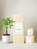 Congrats Plant Gift Set
