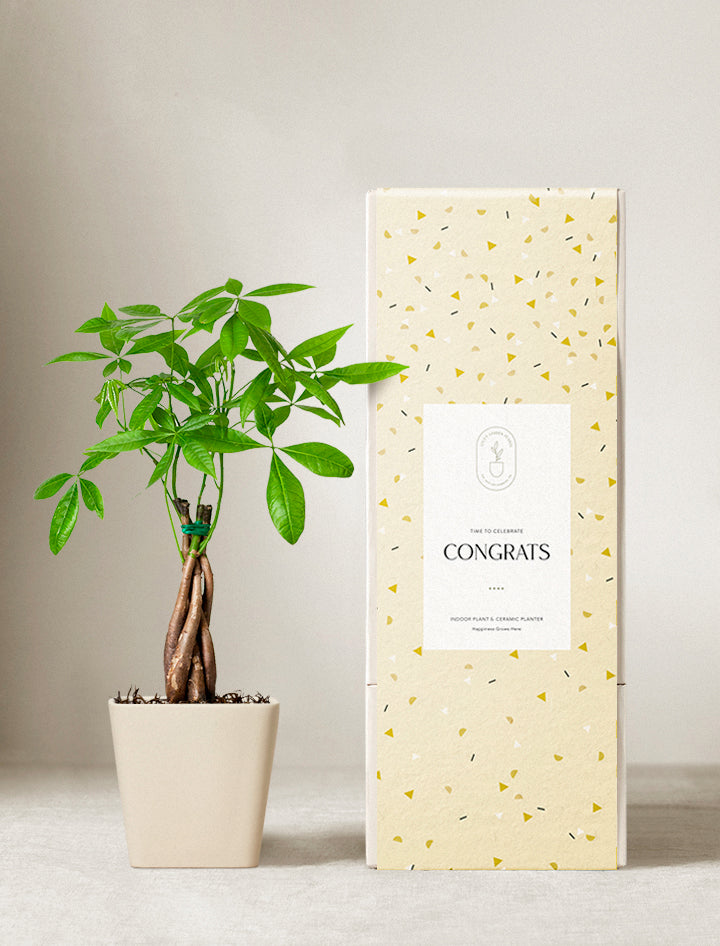 Congrats Money Tree Plant | Housewarming Gift