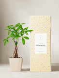 is it good to give money plant as a gift Money Tree Plant | Plant Gifts