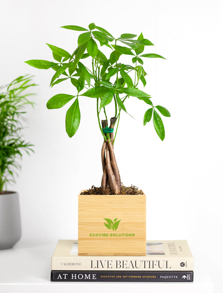 Custom Design Money Tree