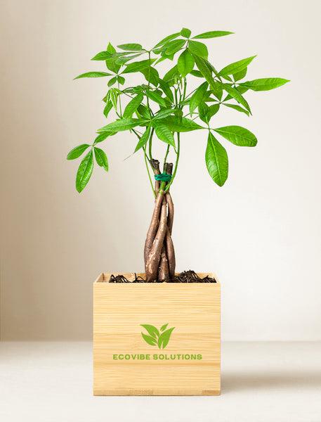 Custom Gift Delivery | Personalized Money Tree | Unique Gifts By Lula's ...