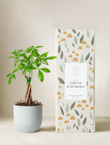 Money Tree Plant