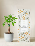 Money Tree Plant