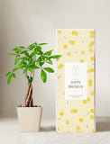 Money Tree plant in beige ceramic planter next to gift box. - Image 