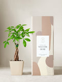 money plant gift ideas Money Tree Plant | Plant Gifts