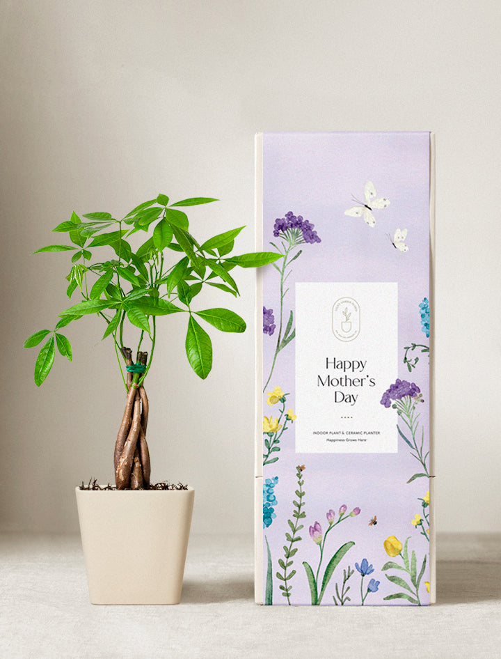 money plant gift ideas Money Tree Plant | Plant Gifts