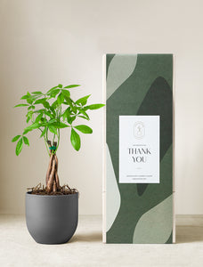 Money Tree Plant