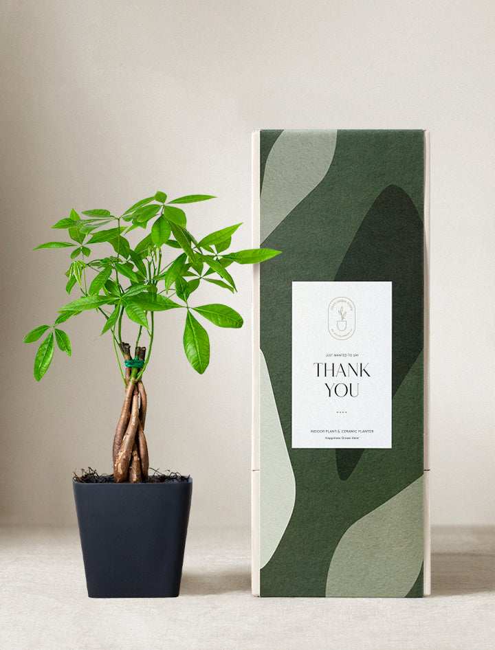 pot for money tree plant Money Tree Plant | Plant Gifts