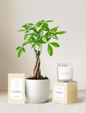 Congrats Plant Gift Set
