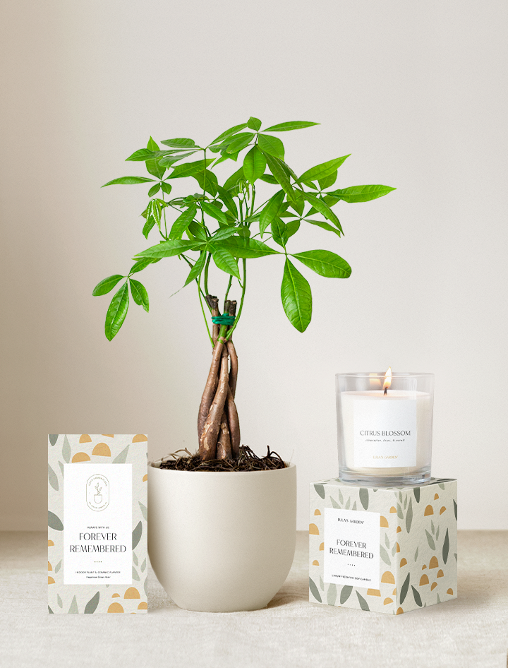 Forever Remembered Plant Gift Set