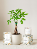 Forever Remembered Plant Gift Set