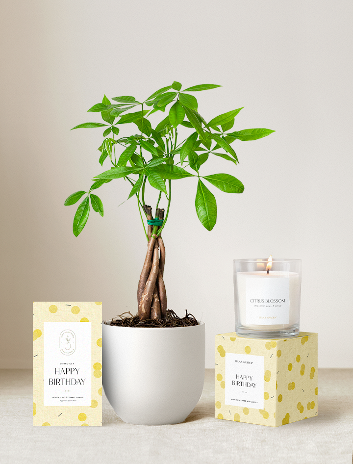 Happy Birthday Plant Gift Set