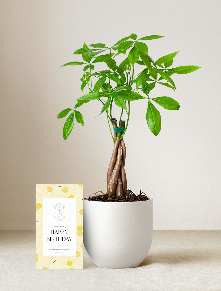 Money Tree Plant
