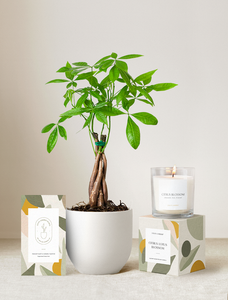 Lula's Garden Plant Gift Set