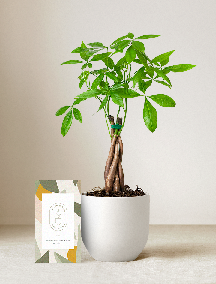 Lula's Garden Money Tree Plant