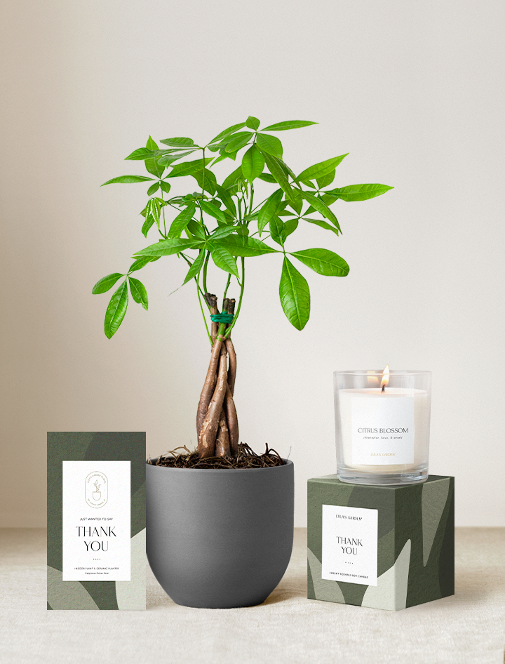 Thank You Plant Gift Set