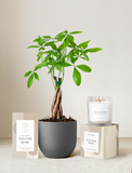 Welcome Home Plant Gift Set