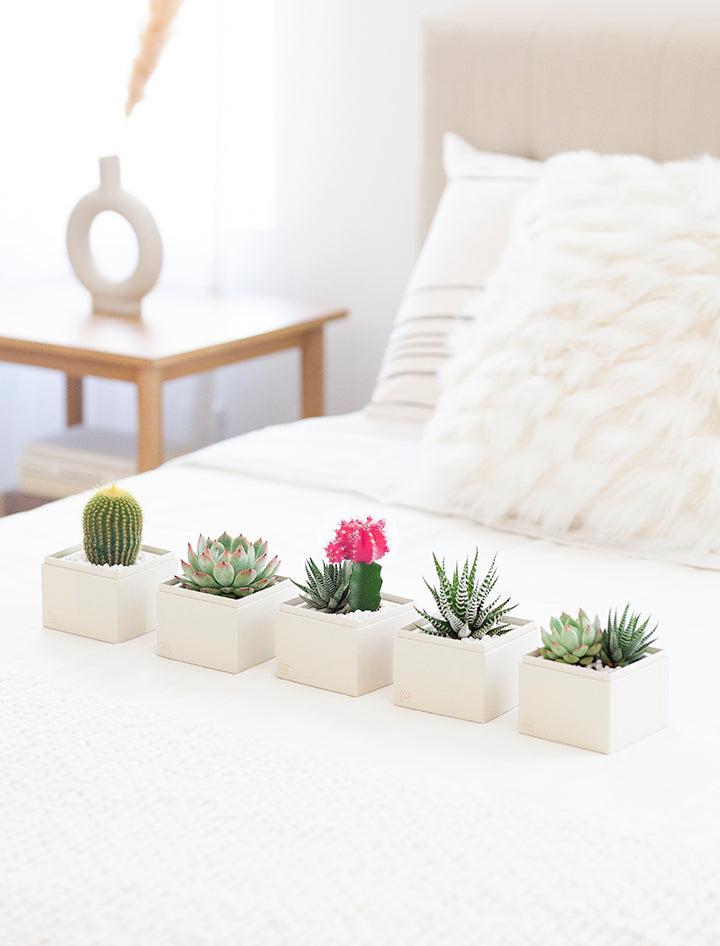 lulus garden succulent box Succulent Gift Delivery | Mystery Succulent Garden