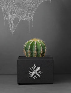 Halloween Noir Cacti Garden