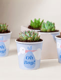 Lula's Favors 6-Pack Succulents - It's a Boy - Image 