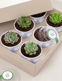 Lula's Favors 6-Pack Succulents - It's a Boy - Image 