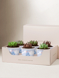 Lula's Favors 6-Pack Succulents - It's a Boy - Image 