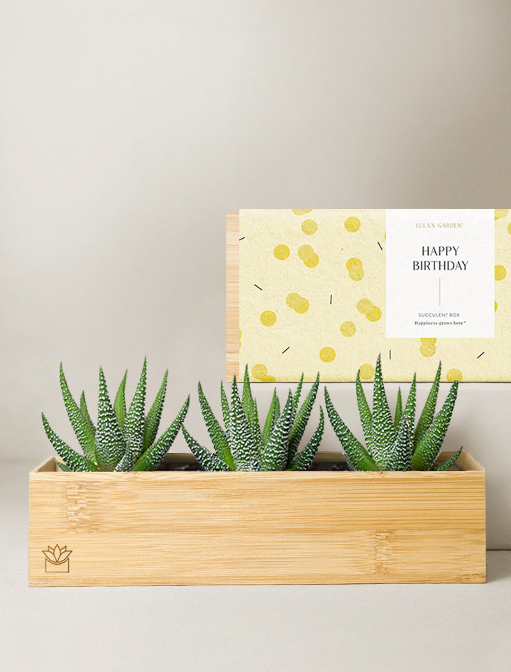 hb succulent Succulent Gift Delivery | Bamboo Zebra Garden
