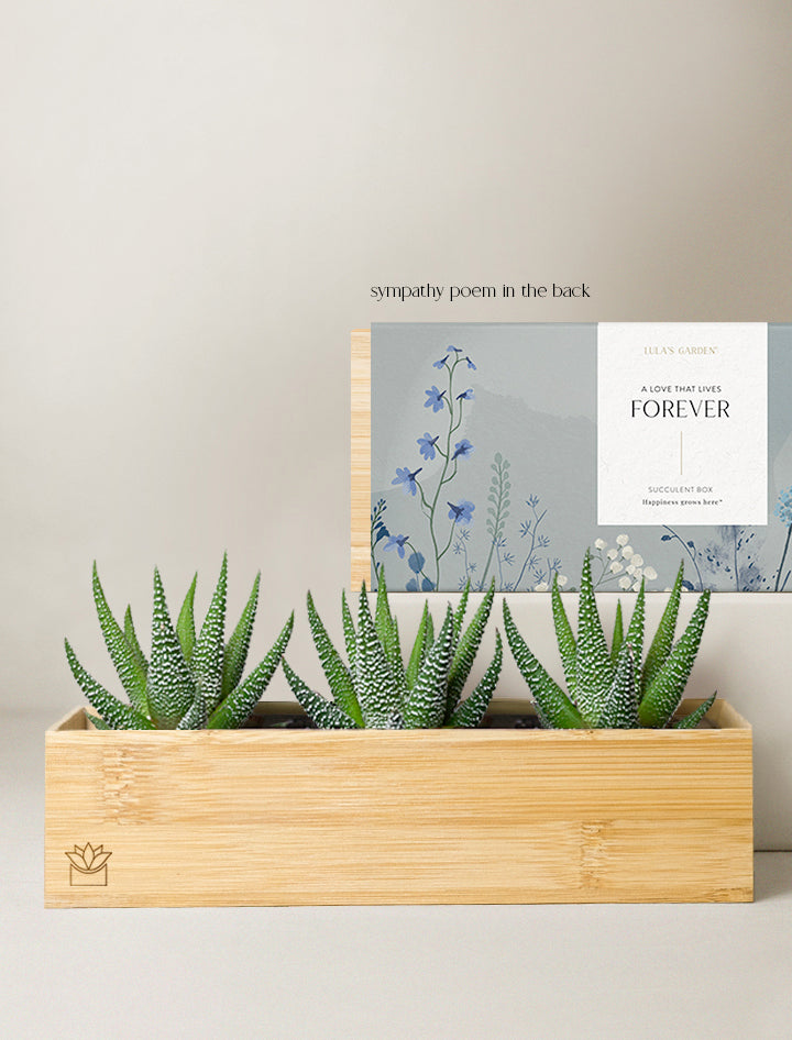 bamboo like succulent Succulent Gift Delivery | Bamboo Zebra Garden