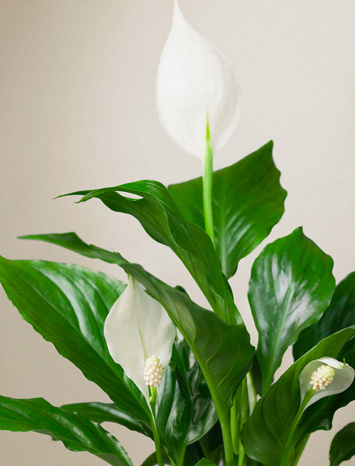 house lily plant Peace Lily Plant | Plant Gifts