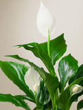 Easter Peace Lily Plant