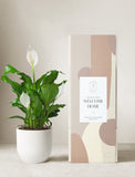 Peace Lily Plant