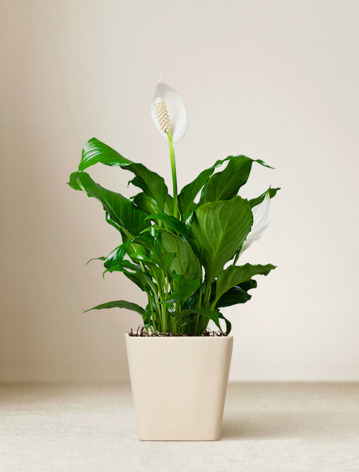easter peace lily Plant Delivery | Easter Peace Lily by Lula's Garden