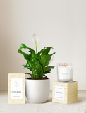 Congrats Plant Gift Set