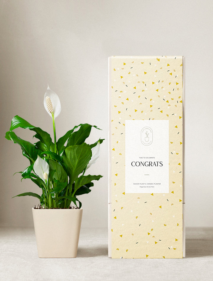 peace lily chinese Peace Lily Plant | Plant Gifts