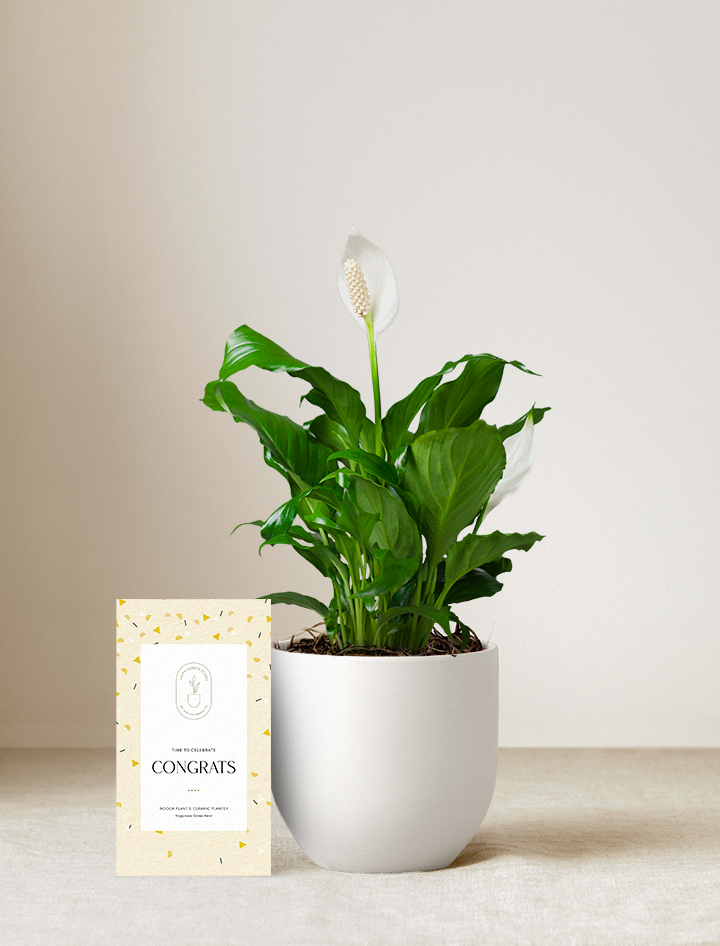 Peace Lily Plant