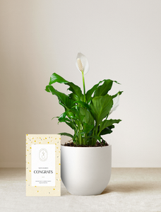 Peace Lily Plant