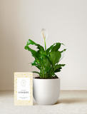 Peace Lily Plant