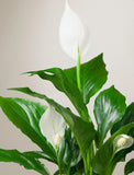 Forever Remembered Peace Lily Plant