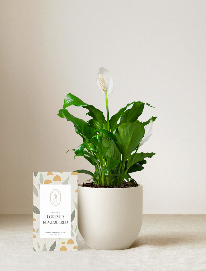 Forever Remembered Peace Lily Plant