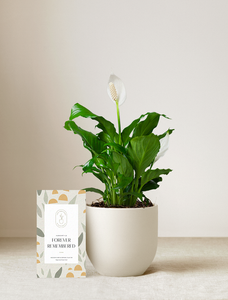 Forever Remembered Peace Lily Plant
