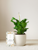 Peace Lily Plant
