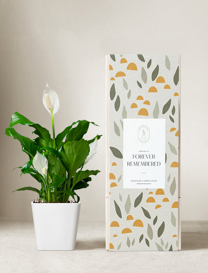 ZZ Plant | Plant Gifts | Best Gifts For Plant Lovers – Lula's Garden