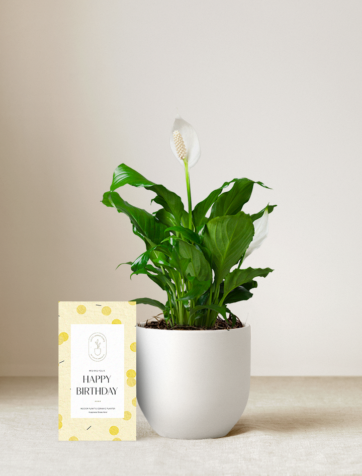 Peace Lily Plant