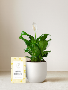 Peace Lily Plant
